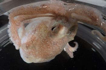 Media type: image;   Malacology 393900
